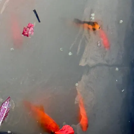 Montecristo 住宿加早餐酒店 3*